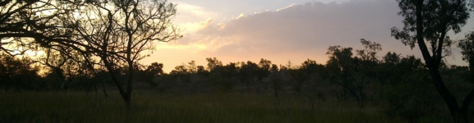 Seringveld